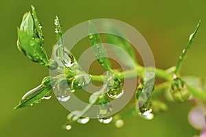 Dew drop on green leaf in the garden