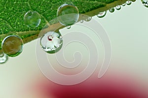 Dew Drop and Hibiscus