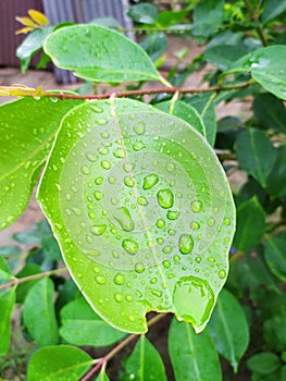 Dew drop leaf during rainy