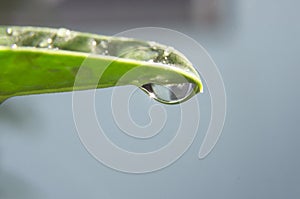 Dew drop and light scintillation on the the leaf