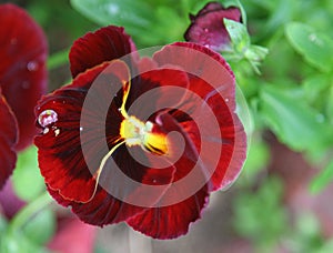 Dew drop on pansy's petal