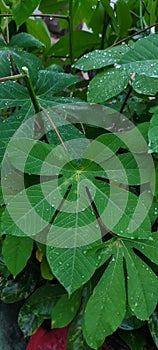 The dew drop or rain drop in the leaves cassava, natural background