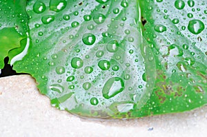 Dew drop or rain drop on lotus leaf