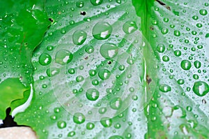 Dew drop or rain drop on lotus leaf