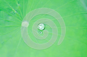 Dew drop or rain drop on lotus leaf