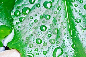 Dew drop or rain drop on lotus leaf