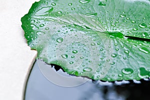 Dew drop or rain drop on lotus leaf , leaf in blur background