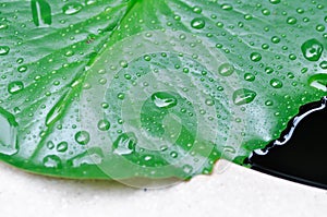 Dew drop or rain drop on lotus leaf , leaf in blur background