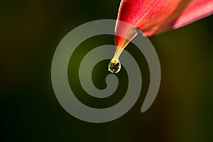 dew drop on the red anthirius flower