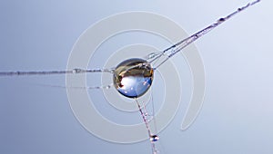 Dew Drop on Spider Web