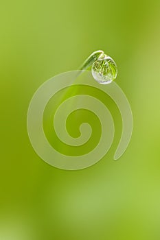 Dew drop on tip of a blade of grass