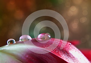 Dew Drop on Tulip