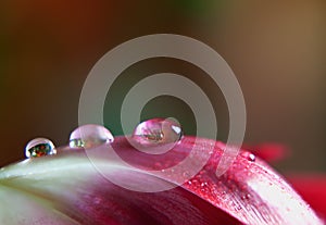 Dew Drop on Tulip