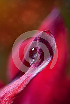 Dew Drop on Tulip