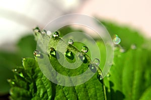 Dew, Drop of water on green leaf