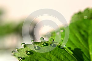 Dew, Drop of water on green leaf