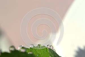 Dew, Drop of water on green leaf