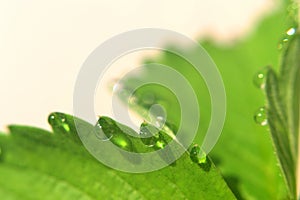 Dew, Drop of water on green leaf