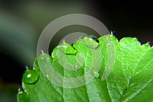 Dew, Drop of water on green leaf
