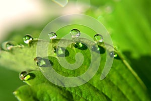 Dew, Drop of water on green leaf