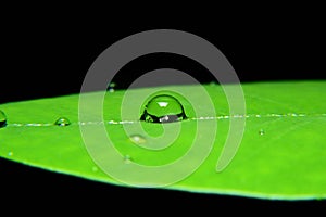 Dew, Drop of water on green leaf