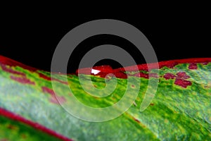 Dew, Drop of water on green leaf