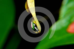 Dew, Drop of water on green leaf