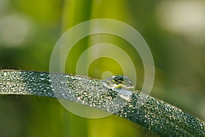 Dew drop of water sparkle in morning ,Large beautiful drops of transparent  on a green grass leaf.