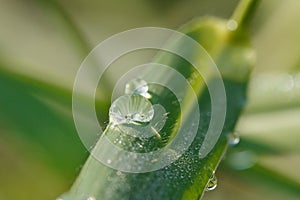 Dew drop of water sparkle in morning ,Large beautiful drops of transparent  on a green grass leaf.