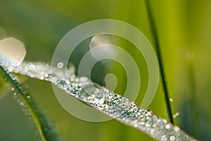 Dew drop of water sparkle in morning ,Large beautiful drops of transparent  on a green grass leaf.