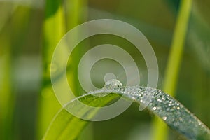 Dew drop of water sparkle in morning ,Large beautiful drops of transparent  on a green grass leaf.