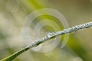 Dew drop of water sparkle in morning ,Large beautiful drops of transparent  on a green grass leaf.