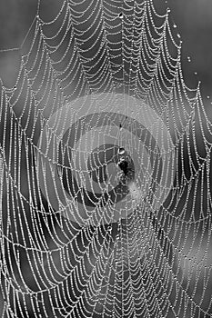 Dew drop web