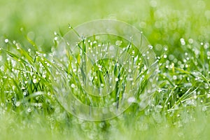 Dew droplets on grass