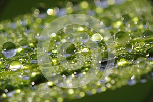 Dew droplets on grass blade - macro