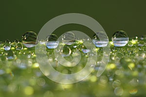 Dew droplets on grass blade - macro photo