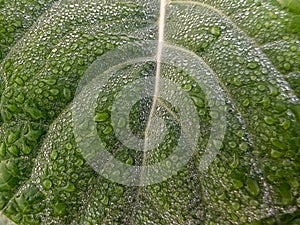 Dew droplets on a green leaf
