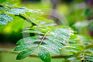 Dew droplets on green leaves, water drops after rain Green leaf