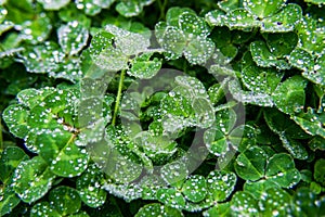 Dew droplets of water covering green clover leaves