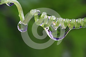 Dew drops