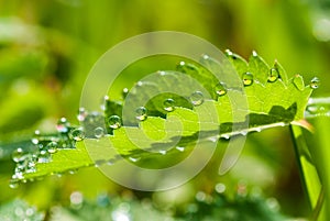 Dew drops