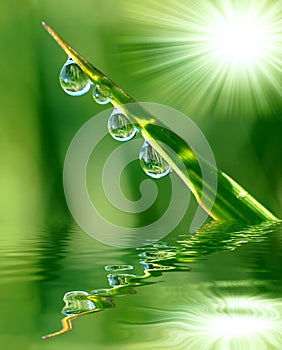 Dew drops photo