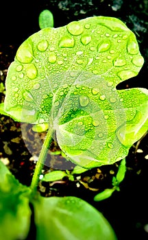 Dew drops on alfalfa leaves, green background