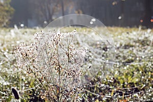 Dew drops on an autumn plant with a spider web
