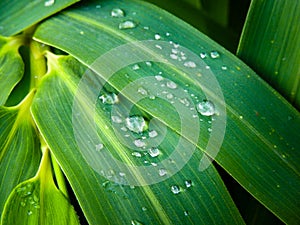Dew Drops on Bamboo Leaves. Bambusa tulda, or Indian timber bamboo, is considered to be one of the most useful of bamboo species.