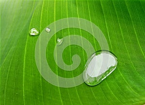 Dew drops on banana leaf close up