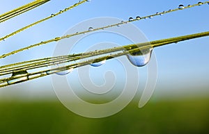 Dew drops on barley ear close up.