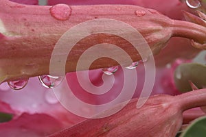 Dew drops on a beautiful desert rose photo