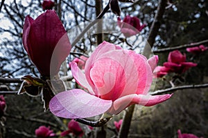 Dew drops on beautiful magnolia flower.