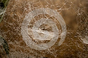 Dew drops on a big spider web in Myanmar